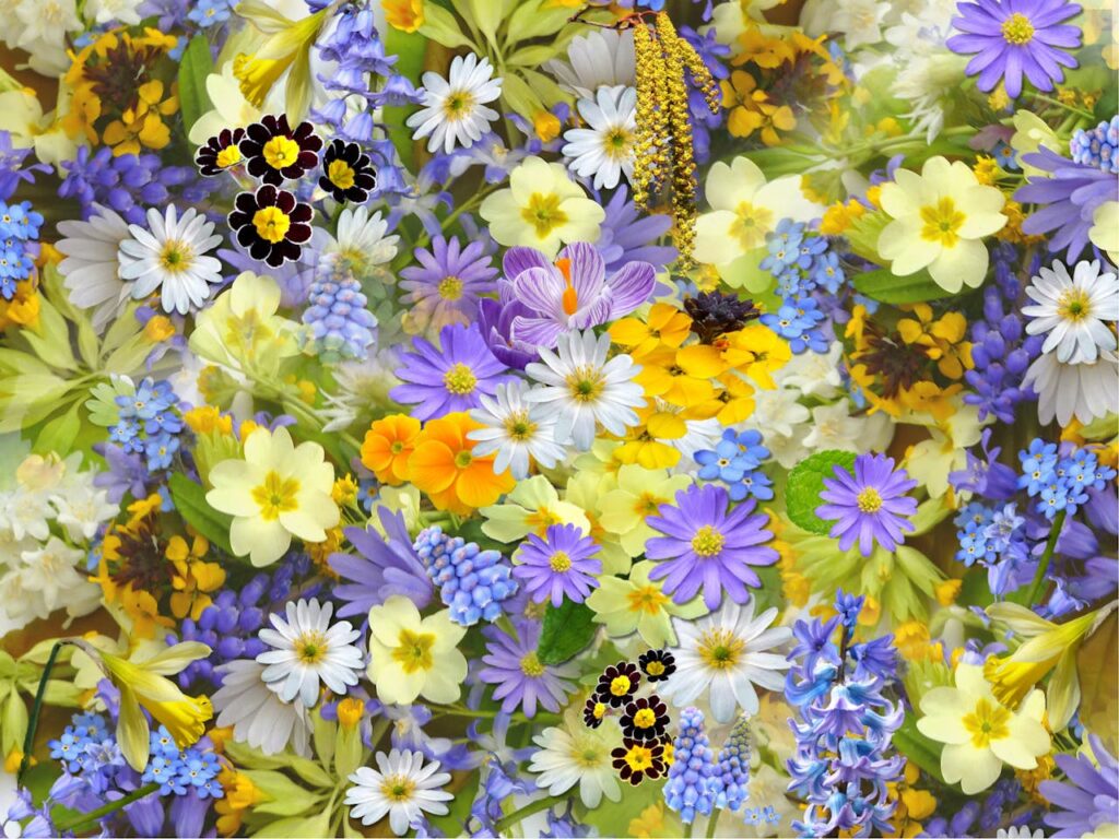 spring-flowers-flowers-collage-floral-68507-68507.jpg